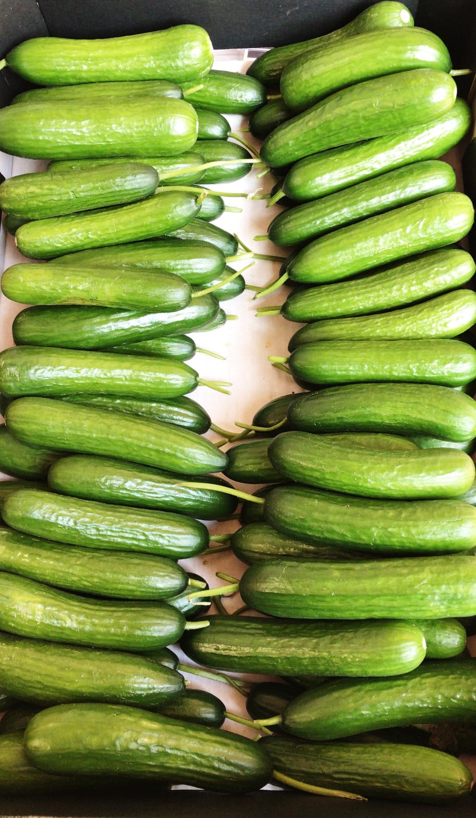 Baby Cucumber Pack