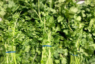 Coriander - Bunch