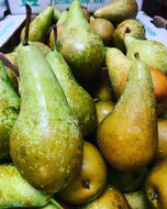 Conference pear - each