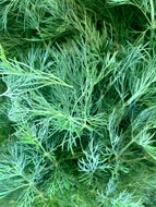 Dill - bunch