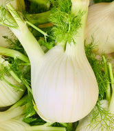 Fennel