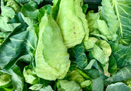 Cabbage Sweetheart