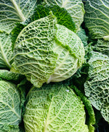 Cabbage savoy