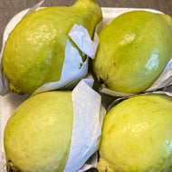 Guava pack of 3-4