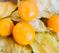 Physalis - punnet