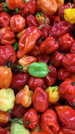 Scotch bonnet peppers 180g