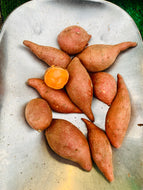 LLP baby sweet potatoes